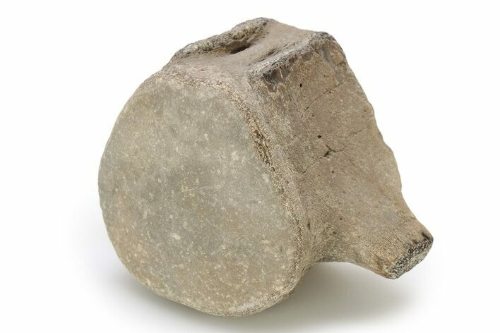 Fossil Mosasaur (Clidastes) Vertebra - Texas #251259